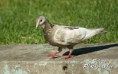 /album/zvierata/dsc01684-jpg/