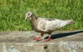 /album/zvierata/dsc01684-fhdr-jpg/
