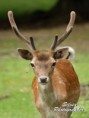 /album/zvierata/dsc02263-jpg/