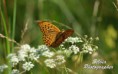 /album/zvierata/dsc02724-jpg/