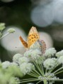 /album/zvierata/dsc02749-jpg/
